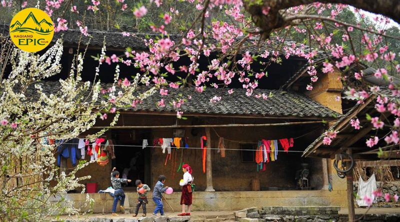 Hoa Dao Hoa Man Ha Giang 800x445